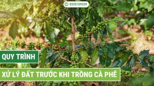 quy trình xử lý đất trước khi trồng cà phê