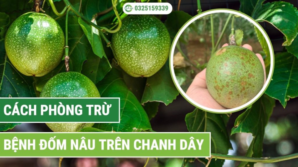 cách phòng trừ bệnh đốm nâu trên chanh dây