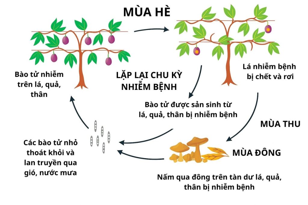 chu kỳ gây bệnh của nấm gây bệnh đốm nâu trên chanh dây