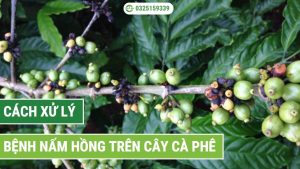 cách xử lý bệnh nấm hồng trên cây cà phê