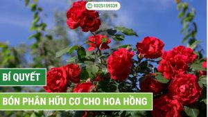bón phân hữu cơ cho hoa hồng
