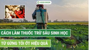hướng dẫn cách làm thuốc trừ sâu sinh học từ gừng tỏi ớt hiệu quả