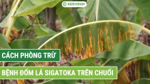 cách phòng trừ bệnh đốm lá Sigatoka trên chuối