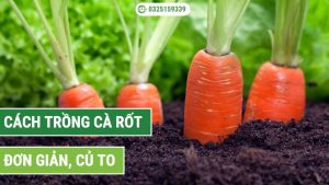 cách trồng cà rốt củ to