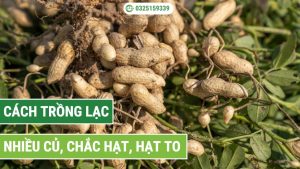 cách trồng lạc nhiều củ