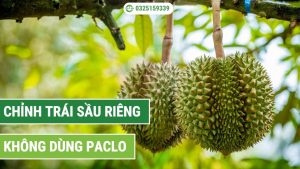 chỉnh trái sầu riêng không dùng paclo