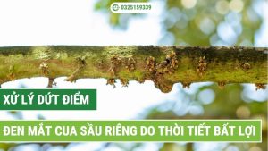 xử lý tình trạng đen mắt cua sầu riêng do thời tiết bất lợi