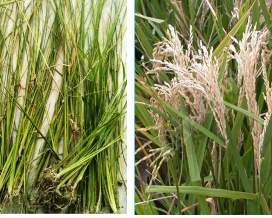 Lúa bị sâu đục thân