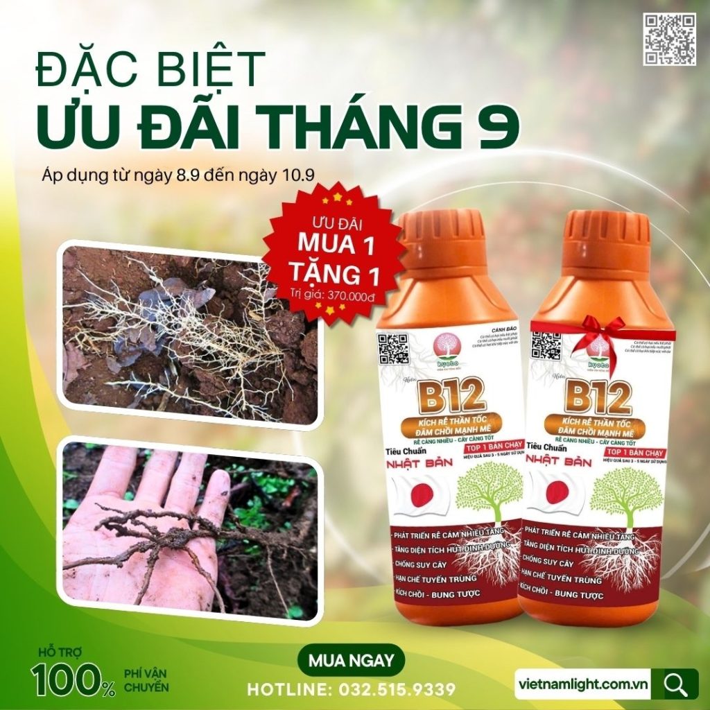 mua 1 tặng 1 chai kích rễ B12