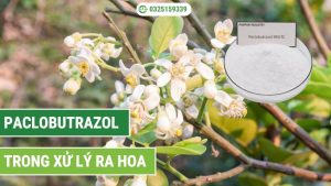 Paclo xử lý ra hoa bưởi