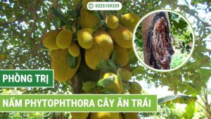 Phòng trị nấm Phytophthora trên cây ăn trái