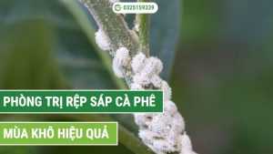 phòng trị rệp sáp cà phê mùa khô