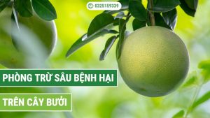 phòng trừ sâu bệnh hại trên cây bưởi