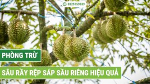 phòng trừ sâu rầy rệp sáp sầu riêng
