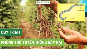 quy trình phòng trừ tuyến trùng gây hại