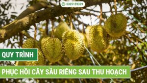 quy trình phục hồi cây sầu riêng sau thu hoạch