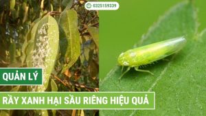 phòng trị rầy xanh hại sầu riêng hiệu quả