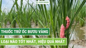 các loại thuốc trừ ốc bươu vàng