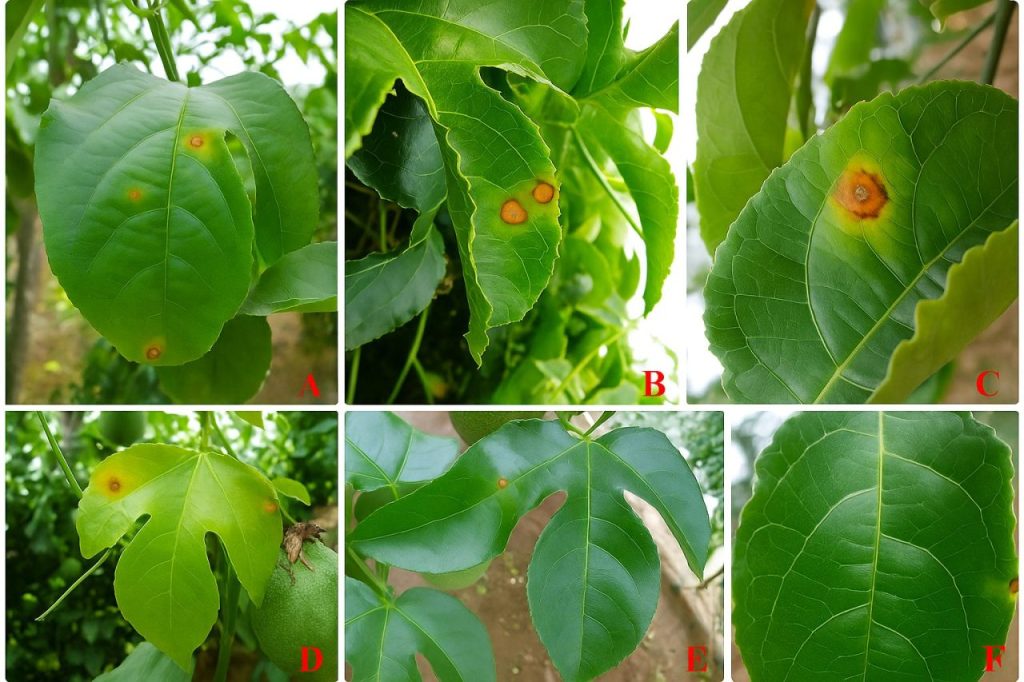 triệu chứng bệnh đốm nâu trên lá chanh dây