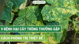 các loại bệnh hại cây trồng thường gặp