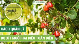Cách quản lý bọ xít muỗi hại điều