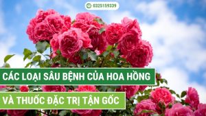 tổng hợp các loại sâu bệnh của hoa hồng thường gặp