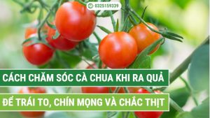 Cách Chăm Sóc Cà Chua Khi Ra Quả để trái to đẹp