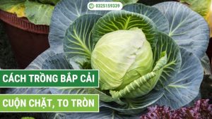 cách trồng bắp cải cuộn chặt, to tròn