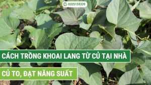 cách trồng khoai lang từ củ tại nhà