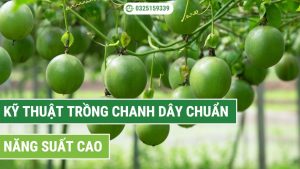 kỹ thuật trồng chanh dây