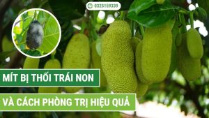 mít bị thối trái non