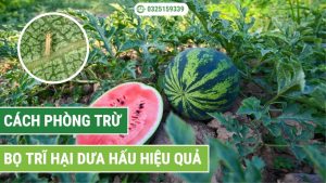 cách phòng trừ bọ trĩ hại dưa hấu hiệu quả