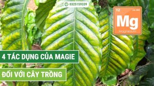 4 tác dụng của Magie với cây trồng