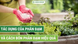 tác dụng của phân đạm đối với cây trồng