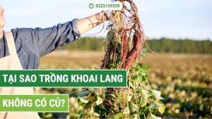 tại sao trồng khoai lang không có củ