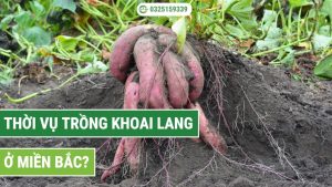 thời vụ trồng khoai lang ở miền Bắc