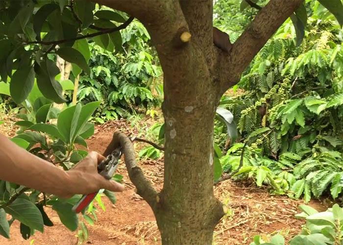 Tỉa cành và tạo tán cho cây bơ