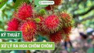 Xử Lý Ra Hoa Chôm Chôm đúng kỹ thuật