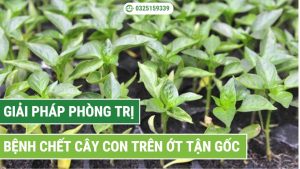 bệnh chết cây con trên ớt