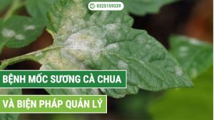 bệnh mốc sương cà chua và biện pháp quản lý