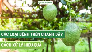 các loại bệnh trên chanh dây
