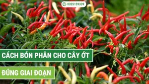 cách bón phân cho cây ớt