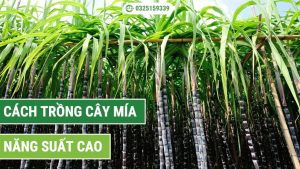 cách trồng cây mía