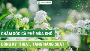 cách chăm sóc cà phê mùa khô đúng kỹ thuật
