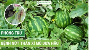 Phòng trừ bệnh nứt thân xì mủ dưa hấu