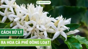 các bước xử lý ra hoa cà phê đồng loạt