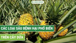 tổng hơp các loại sâu bệnh hại phổ biến trên cây dứa (khóm)