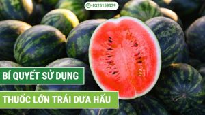 thuốc lớn trái dưa hấu