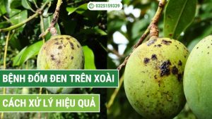 bệnh đốm đen trên xoài