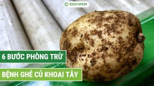 cách phòng trừ bệnh ghẻ củ khoai tây